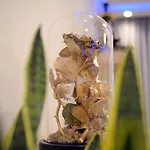 Golden Rose *